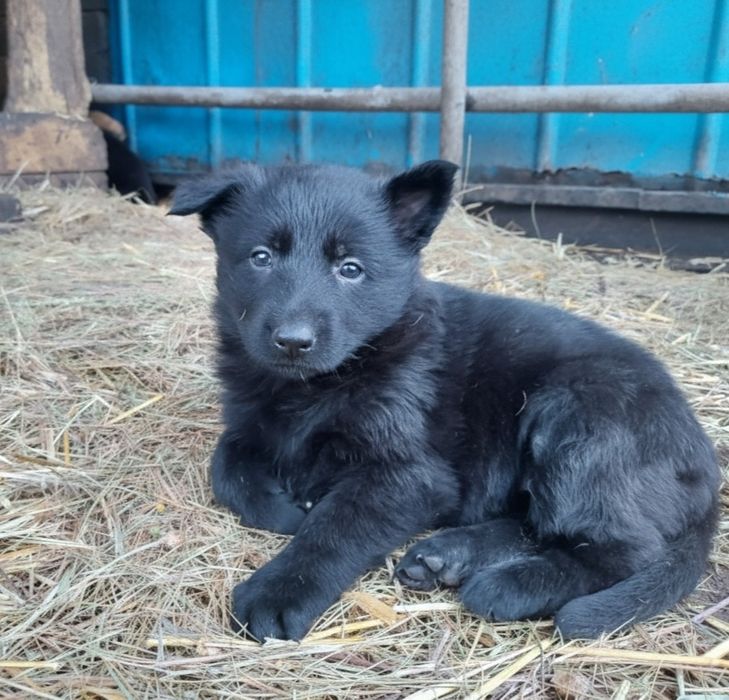 Продам чистокровних цуценят німецької вівчарки