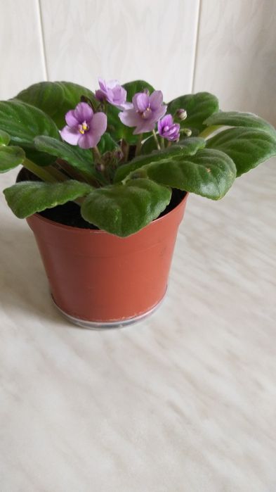 Продам пышную фиалочку, первый цвет, много бутонов или поменяюсь