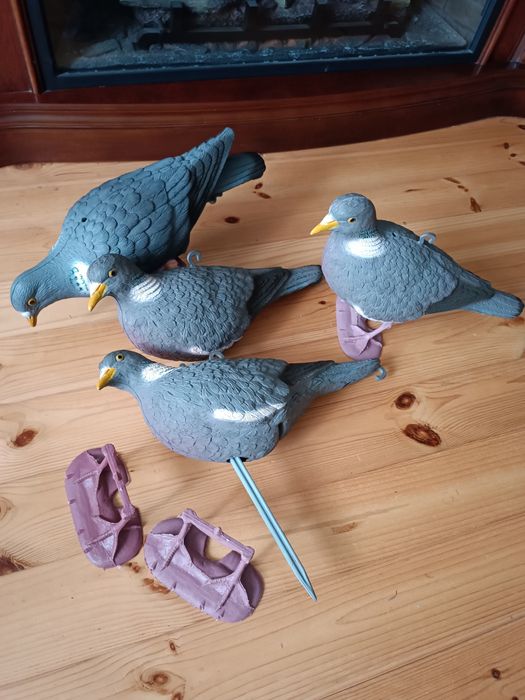 Оригінальні профіля голуба вяхірь,чучело голуба вяхирь.