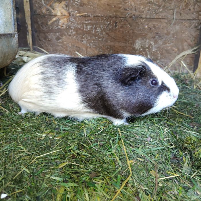 Świnki morskie (samce i samiczki)