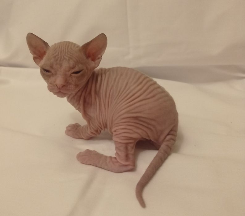 Империал ищет владельца