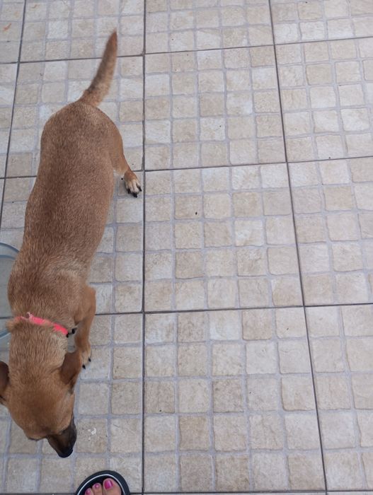 Da se cadela de porte pequeno