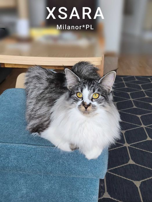 Kotka norweska leśna z hodowli Milanor*PL