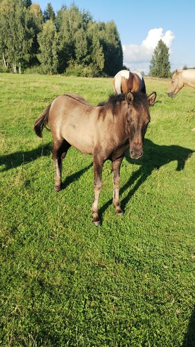 Sprzedam ogierka rasy huculskiej