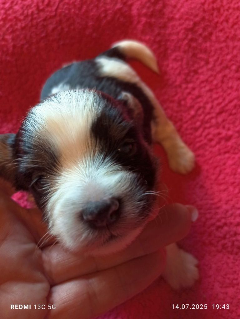 Yorkshire terrier biewer