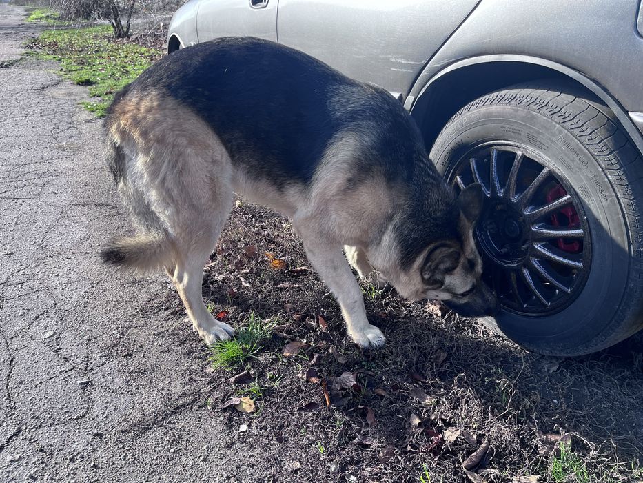 Видел овчарку , улица покровская