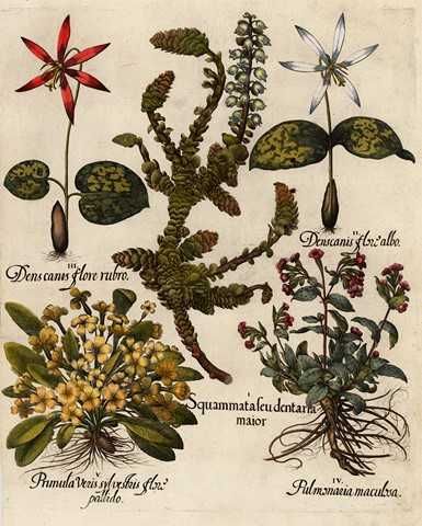 1713 r.  Zielnik - Kwiaty  reprodukcje XVIII w. grafik do aranżacji