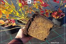 Саджанці ЛОХИНИ (чорниця, голубика) ін-вітро від розсадника ФруТек