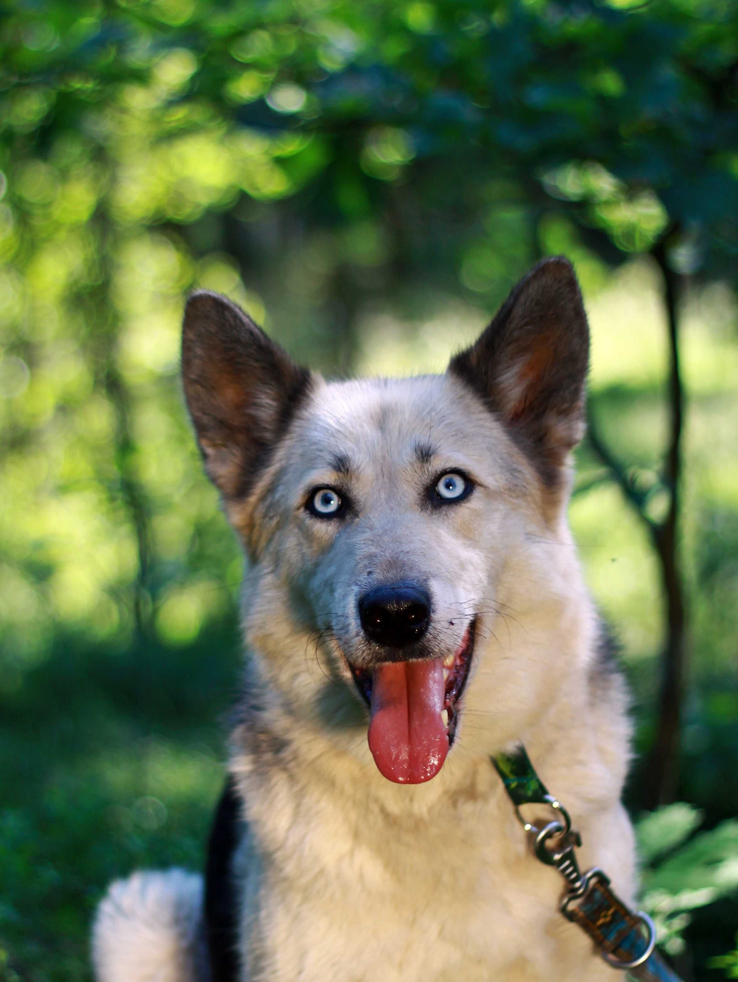 Piękna, energiczna suka mix husky szuka aktywnego domu