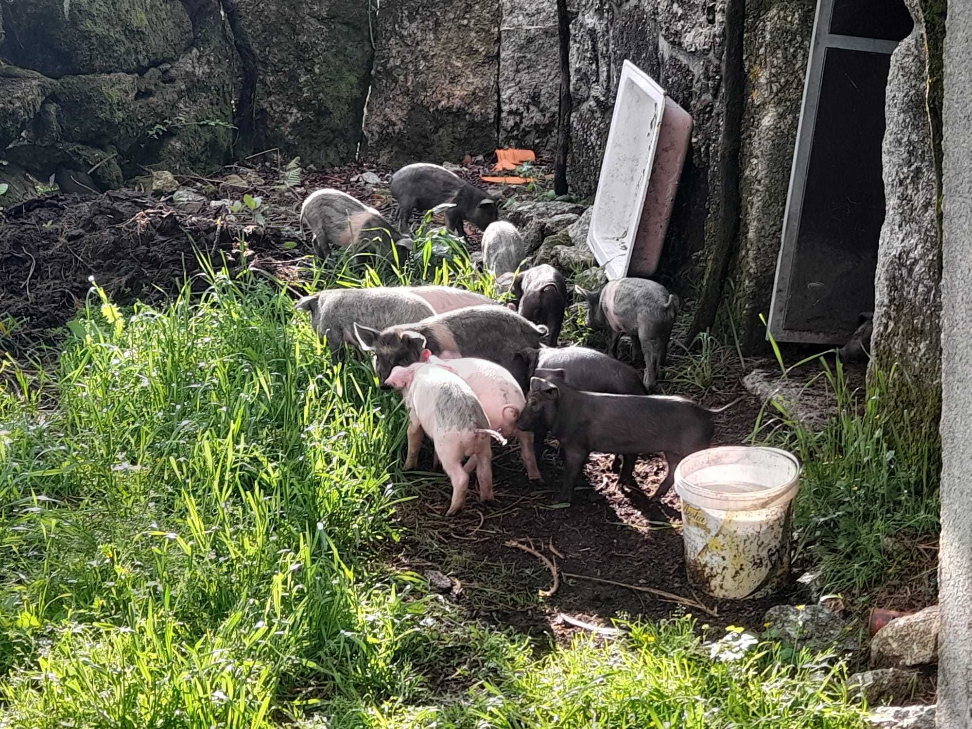 Leitões para venda