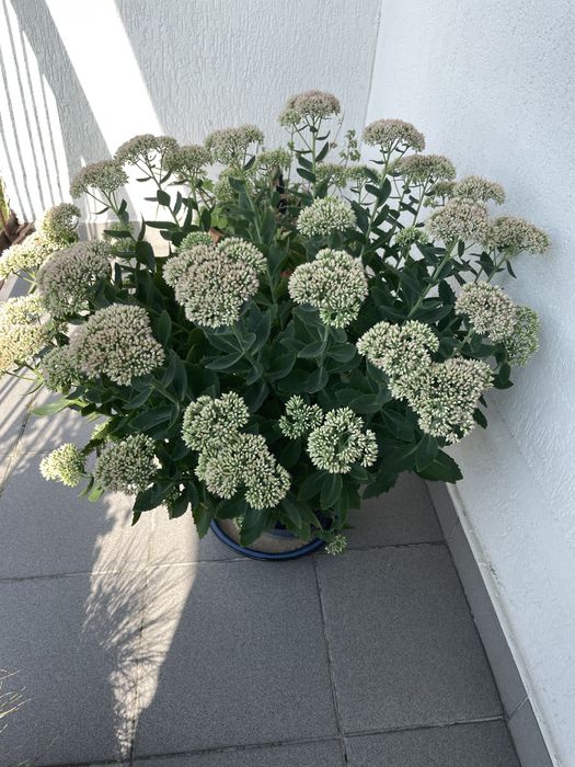 rozchodnik okazały  w donicy