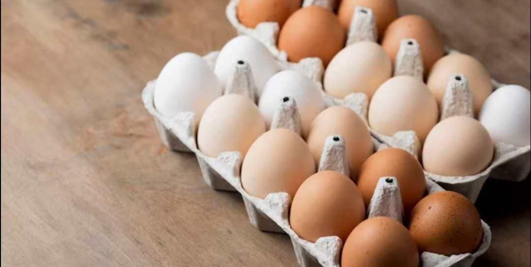 Курині домашні яйця,на інкубатор також можна,60грн.