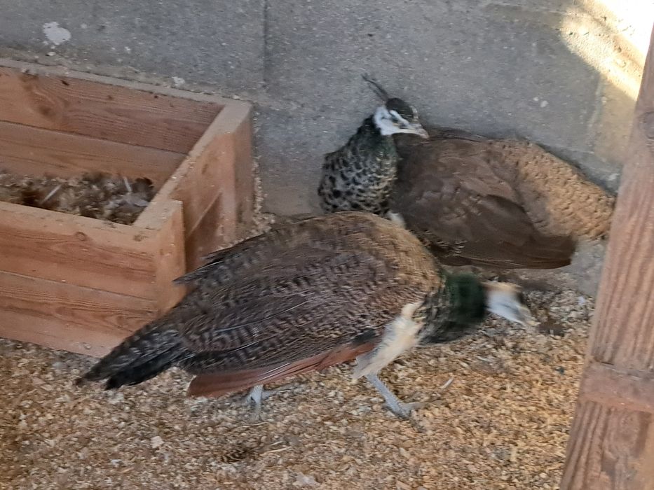 A venda jovens pavoēs