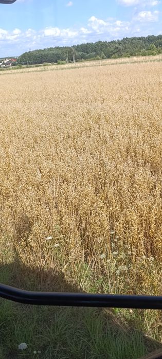 Owies ozimy tego roczny