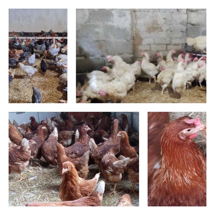 Продам кури несушки! Доставка безкоштовна. Дружківка!