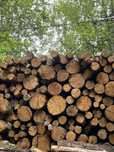 Є дрова дуб граб ясен береза вільха