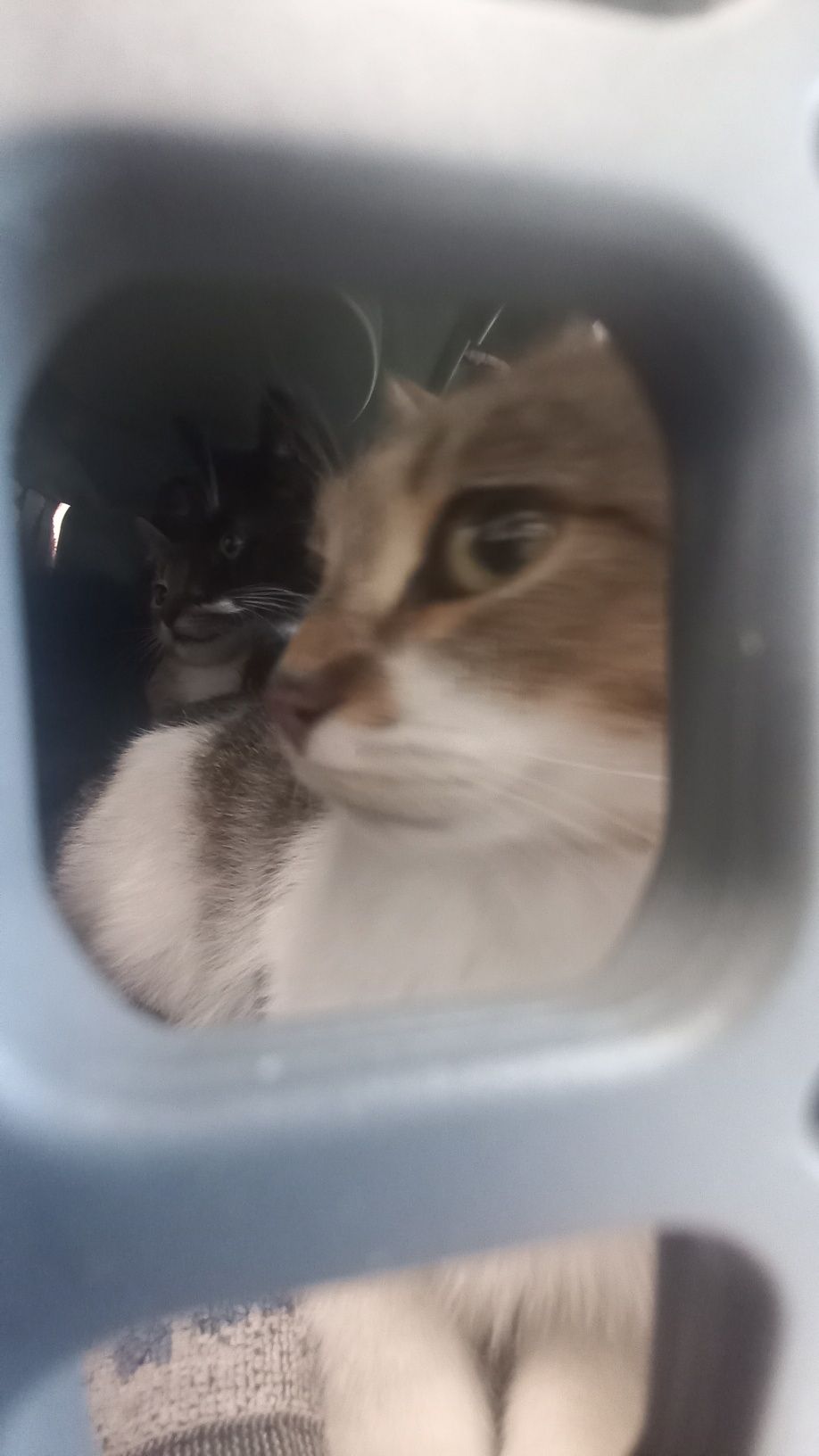 Przepiękna mamunia do adopcji