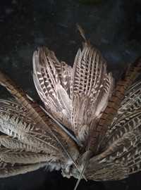 Крило перо фазана