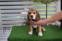 Beagle  szczeniak piesek FCI Zkwp badania genetyczne