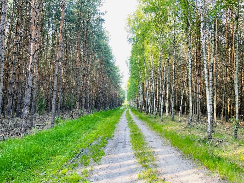 Tomawa - działki leśne z warunkami zabudowy, powierzchnia ok 2000m2.