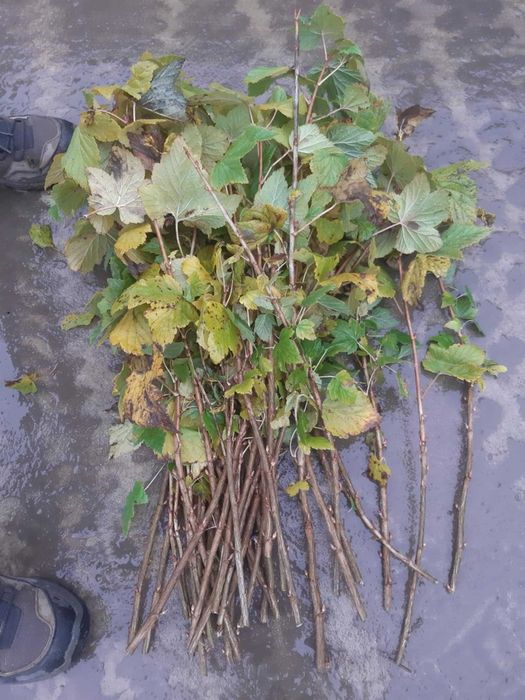 Patyki czarnej porzeczki Tihope