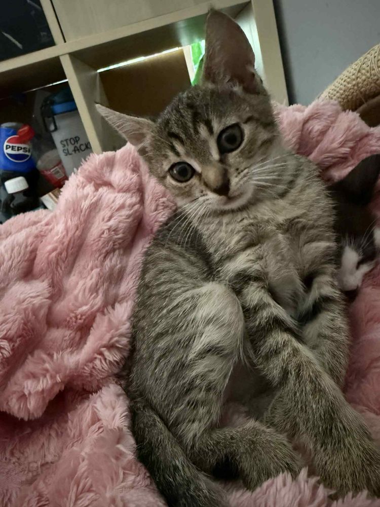 Śliczne siostrzycki do adopcji