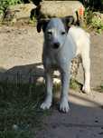 Szczeniak, docelowo 12kg adopcja za darmo oddam