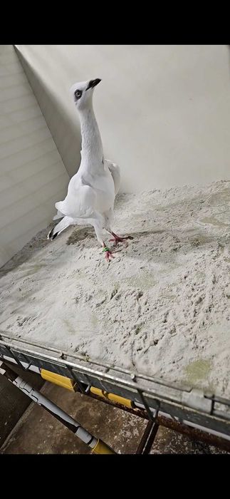 Srebrniak PDL samiec 2025r