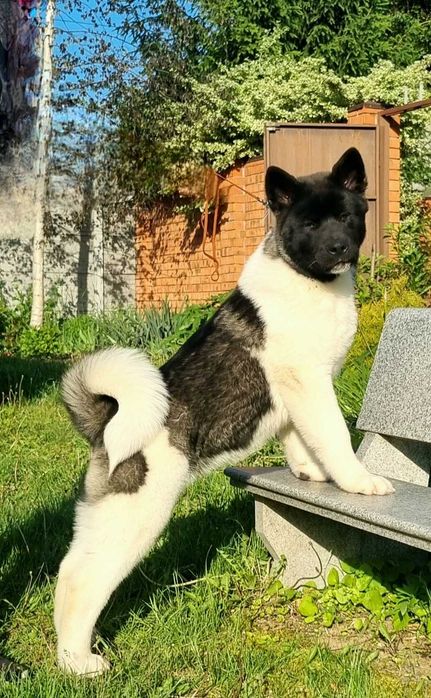 Цуценя американської акити — ідеал породи!