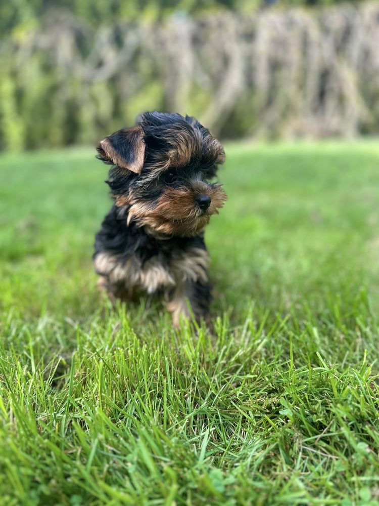 Malutka Sunia Yorkshire Terrier