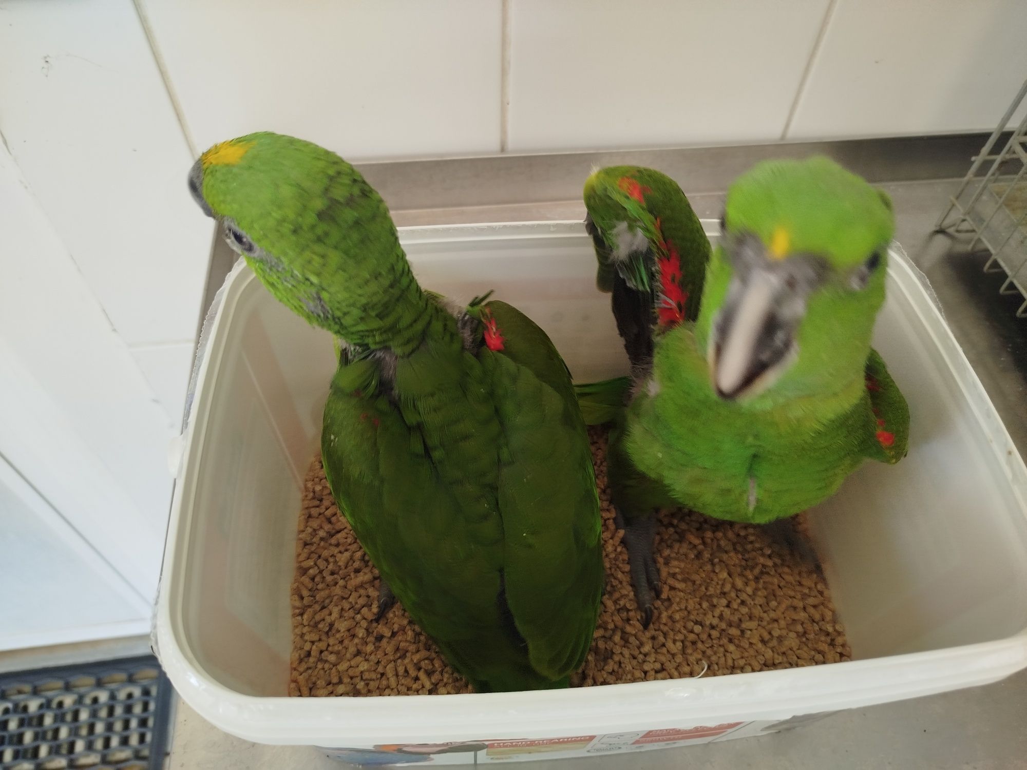 Amazonas auropalliata