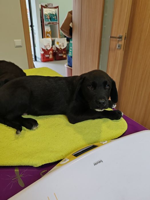 Dou cachorros porte médio