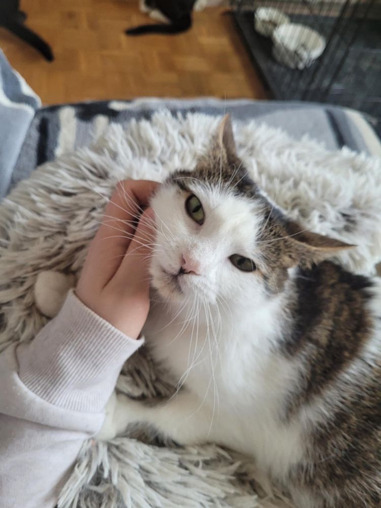 Prawdziwy pieszczoch Pumba szuka domu - kocurek do adopcji