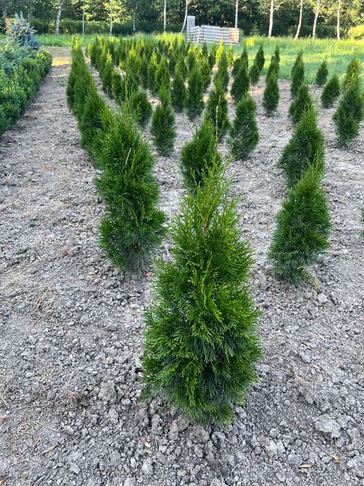 Туї смарагд 80-100 см
