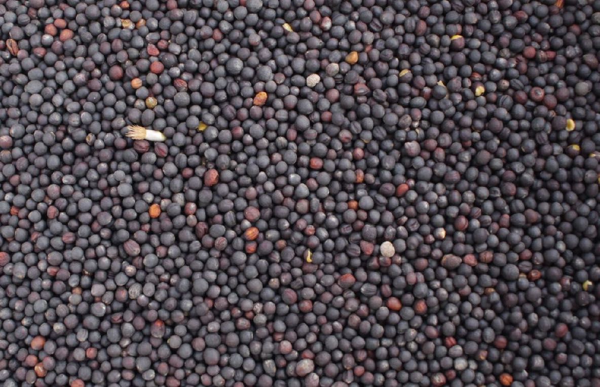 Rzepak na poplon 2,5 / kg (300 kg)