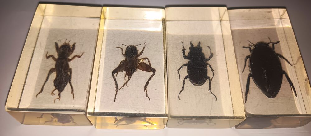 Жуки в стекле новыее