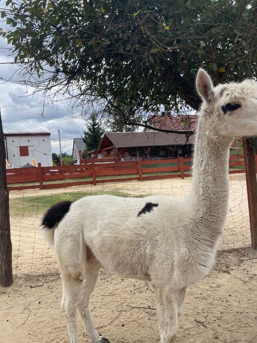 Alpaka Huacaya Żaklina samiczka 6 lat