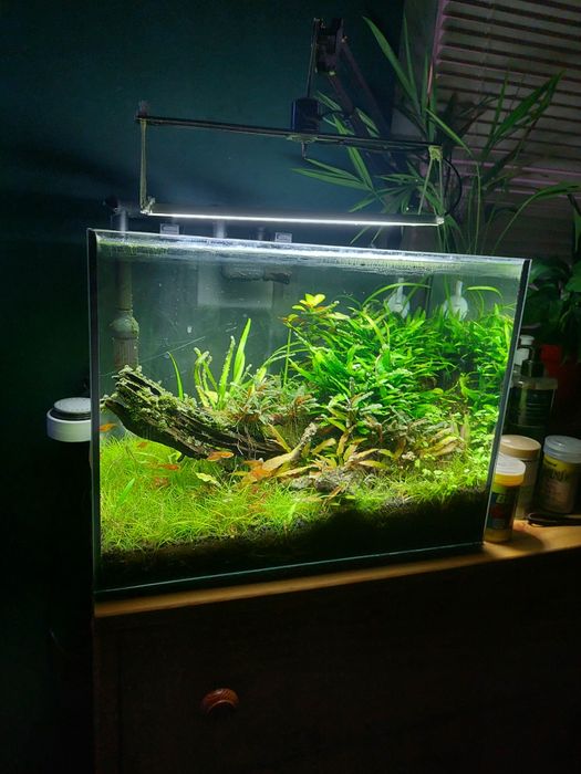 OKAZJA Zestaw akwarium 30l z wyposażeniem / Aranżacja / Roślinne / Co2