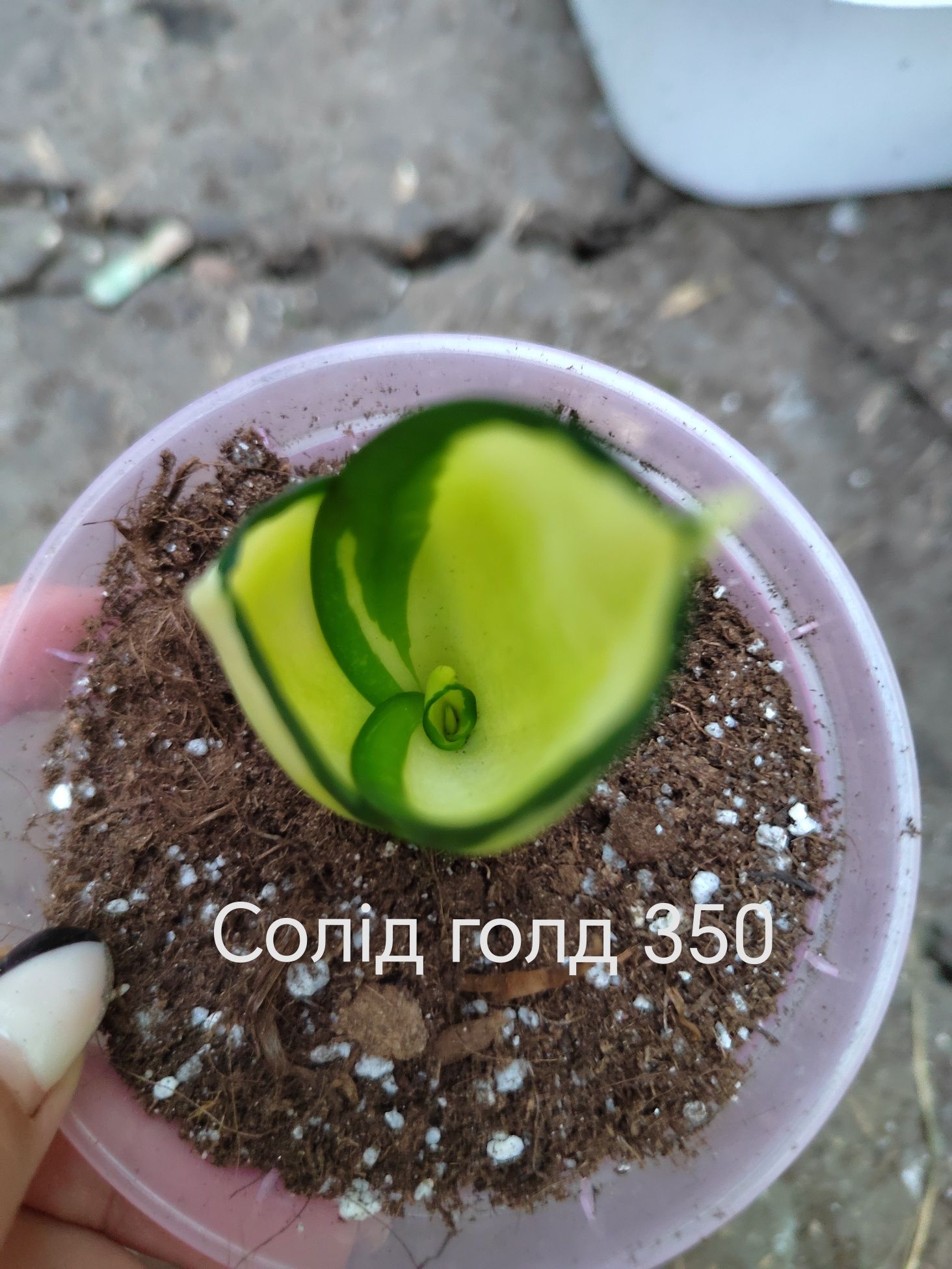 Сансевієрія, сансев'єра