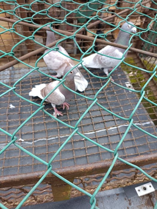 Sprzedam gołębie pocztowe