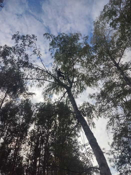 Wycinka drzew metodą alpinistyczna