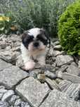 Shih tzu piesek