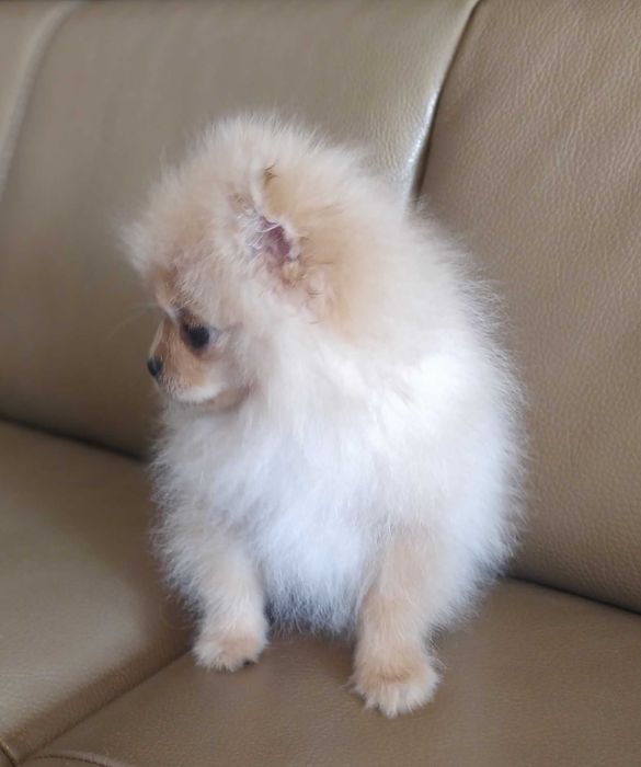 Szpic Miniaturowy (Pomeranian) - piękny piesek