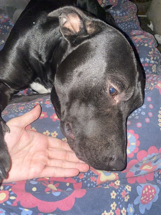 Американський Пітбультерьєр