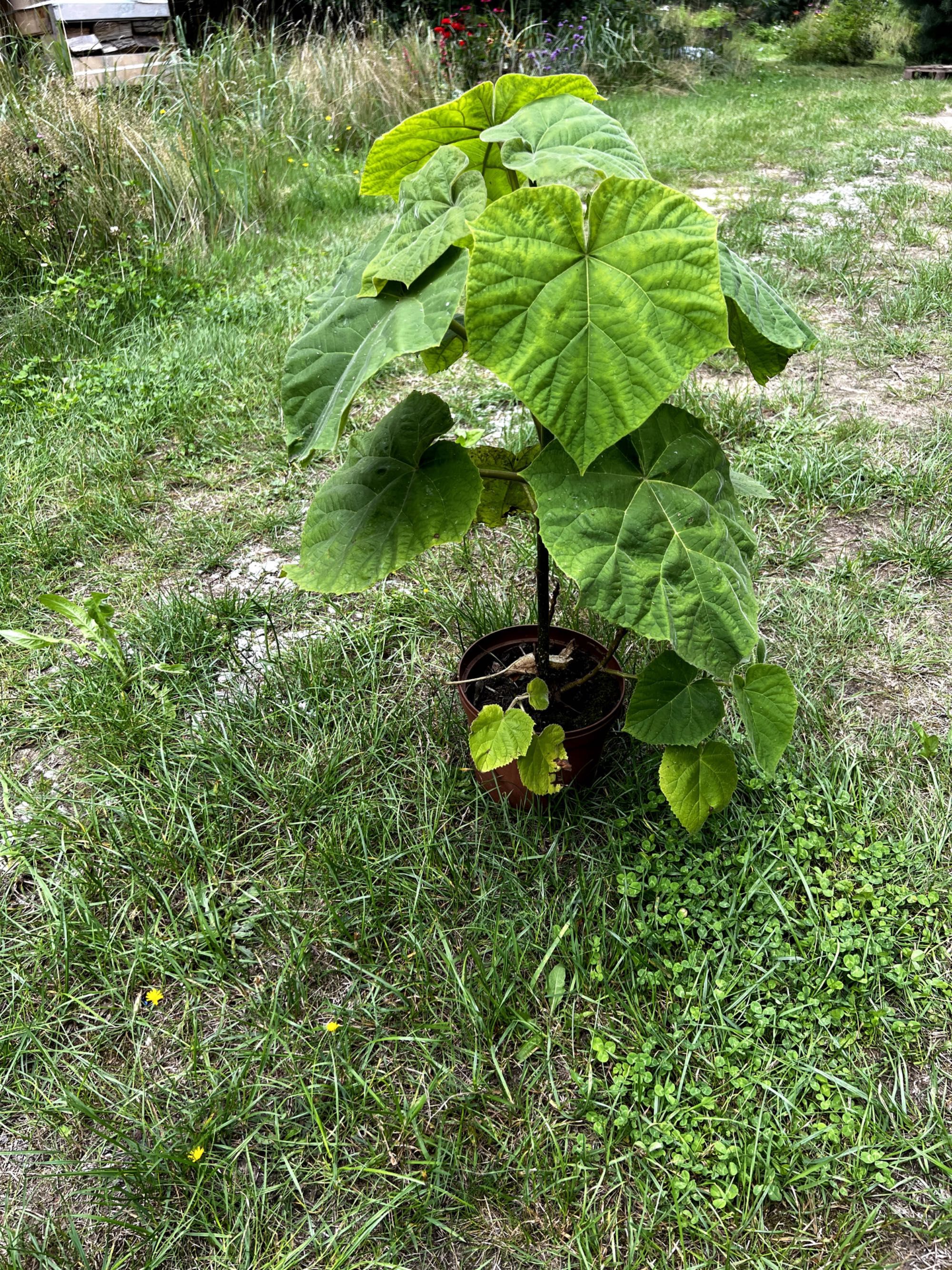 Paulownia drzewo sadzonka paulownie najszybciej rosnące drzewa