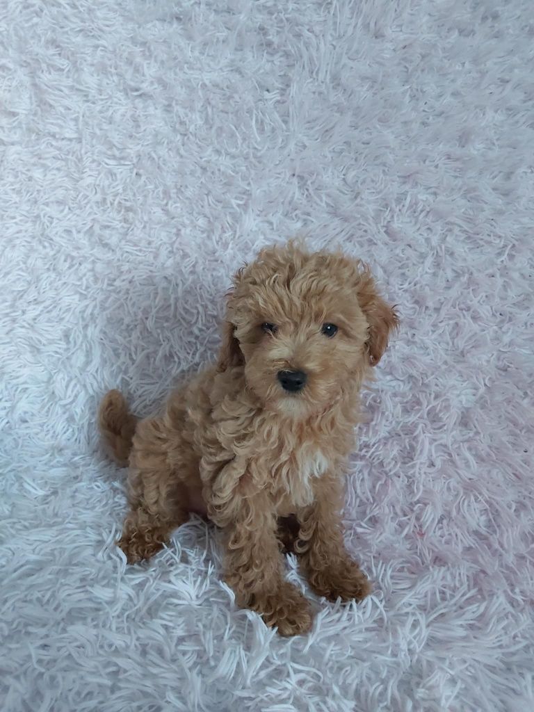 Maltipoo F1b chłopczyk