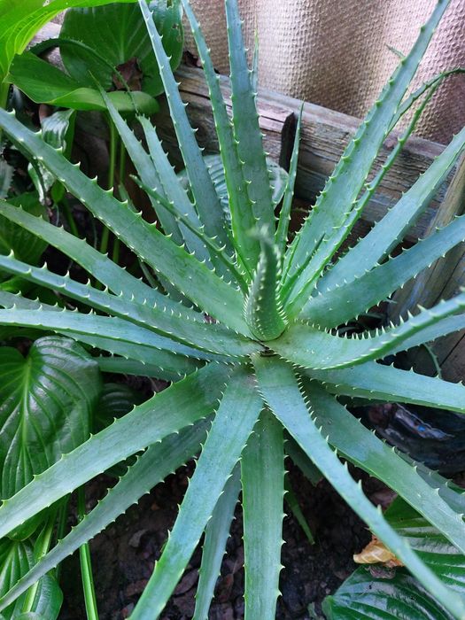 Алоэ,алоэ вера лечебные выращены без удобрений.2,3-х летние и более..
