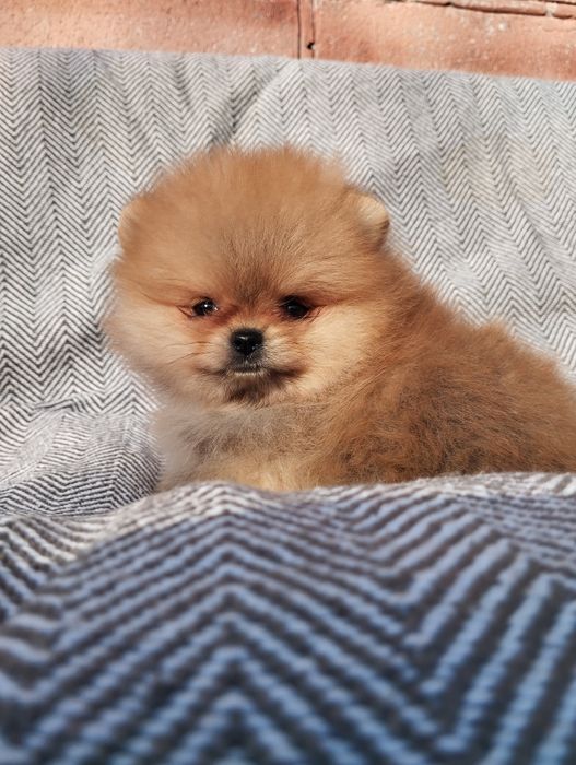 Цуценята померанський шпіц