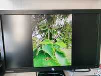 Monitor LED HP E201 Elite display 20"