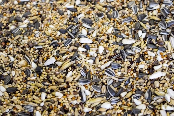 Karma papuga średnia prestige 20 kg rozella aleksandretta nimfa